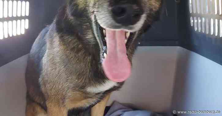 Hündin Leya soll allein von Köln bis Hamburg gelaufen sein