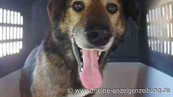 Hündin Leya soll allein von Köln bis Hamburg gelaufen sein