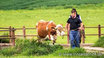 Überraschendes Ende einer Rinderjagd: So wurde die letzte entlaufene Kuh zurück in die Heimat gelockt