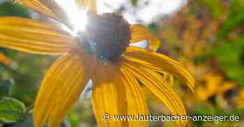 Pflanzentauschbörse in Lauterbach - Lauterbacher Anzeiger