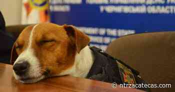 Perrito ucraniano recibe medalla por hallar minas - NTR Zacatecas .com