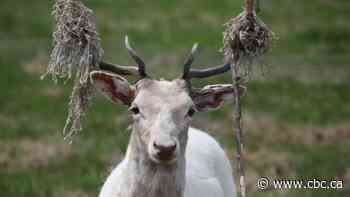 Rare white deer native to Europe pops up in rural south Ottawa - CBC.ca