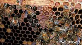 Ad Alba, al parco Bambini del Mondo, si presenta il progetto “Bee Street Alba” - ATNews