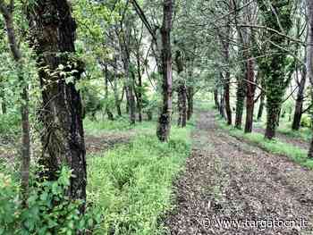 Tartuflanghe intitola al Commendator Roberto Ponzio la tartufaia di Piobesi d’Alba - TargatoCn.it