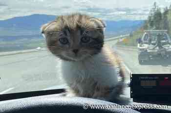 Catnap leads to crash on Coquihalla – Vanderhoof Omineca Express - Omineca Express