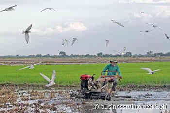 Farm output dips slightly in Q1, fertilizer price spikes blamed | Jasper Y. Arcalas - BusinessMirror
