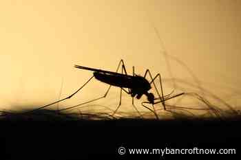 Health Unit asks for Town of Bancroft support to help fight West Nile Virus