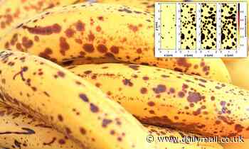 Preventing banana skins from developing brown spots can help tackle food waste, study finds - Daily Mail