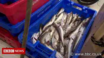 Cornwall fisherman gives part of catch to food bank - BBC