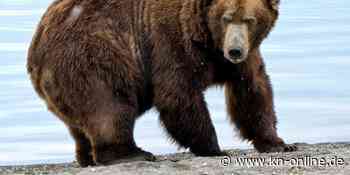 Attacke durch einen Bären: US-Soldat auf Übungsgelände in Alaska getötet