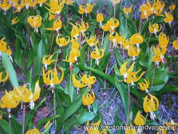 Out There: Plant Taxonomy - Creston Valley Advance