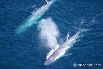 Global shipping companies reduced speeds off California coast to protect blue whales and blue skies - YubaNet