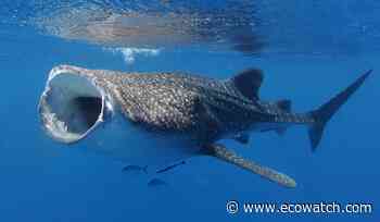 International Shipping Threatens Endangered Whale Sharks - EcoWatch