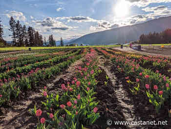 Tulip festival in full bloom in Armstrong-Spallumcheen - Vernon News - Castanet.net