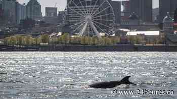 Un deuxième rorqual aperçu à Montréal