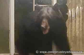 Bears are back: Bruin smashes 5 windows breaking into Trail home – Creston Valley Advance - Creston Valley Advance