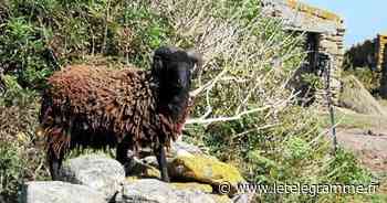Lorient - À Lorient, quatre personnes surprises en train de ligoter un bélier d'Ouessant - Le Télégramme