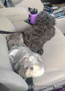 Two 15-Year-Olds Arrested in Prince George's County for Robbery, Assault and Theft After Stealing Vehicle with Two Dogs Inside - Southern Maryland News Net - Southern Maryland News Net