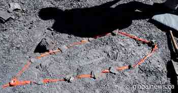 Fossil of prehistoric lizard ‘on steroids’ found at Alberta mining site