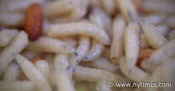 Maggots: A Revolting Medical Rebirth - The New York Times