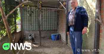 Dieven stelen 30 kanaries in Westerlo: "Ik ben er een halve dag ziek van geweest" - Vlaamse Radio- en Televisieomroeporganisatie