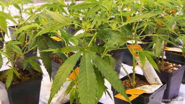 Aurora Cannabis to close outdoor growing facility in B.C. - CBC.ca