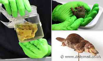 Jars of echidnas dating back to the 1880s rediscovered in Cambridge