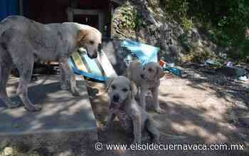 Fiscalía Ambiental reporta 48 denuncias por maltrato animal - El Sol de Cuernavaca