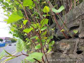 St Helens named as hotspot for Japanese Knotweed - St Helens Star