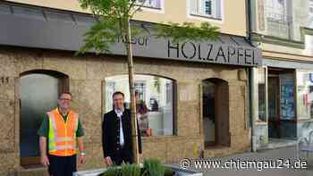 Traunstein - Stadt stellt mobile Bäume in der Max- und Bahnhofstraße auf - chiemgau24.de