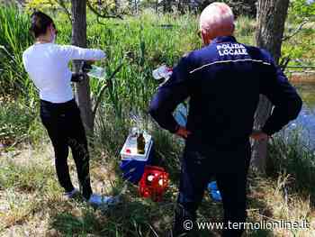 Pesci morti nel canale di Bonifica, ispezione di Arpam e Polizia locale - Termoli Online