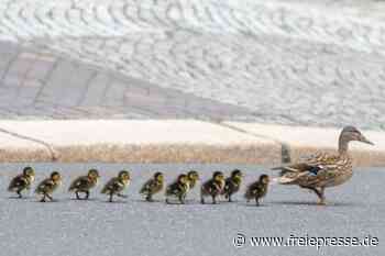 Im Entenmarsch auf Irrwegen durch Plauen - freiepresse.de