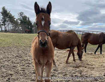 Rich Strike's Sister 'A Gift' for New Breeder Scott Miller - Thoroughbred Daily News