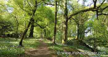 'Dismayed' Killarney residents object to large-scale housing plans - Irish Examiner