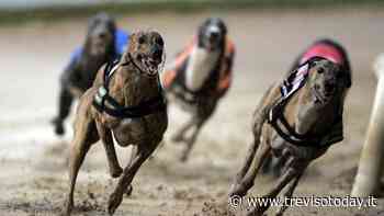 Pista per le corse dei levrieri, Zanoni: «Opera invasiva, si sospendano i lavori» - TrevisoToday