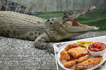 Tierisch gutes Frühstück: Alligator besucht Fast-Food-Restaurant und erschreckt Gäste! - TAG24
