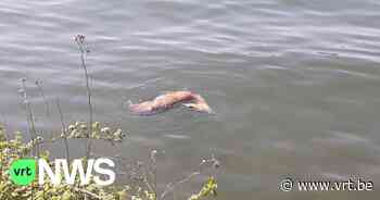 Ree verdronken in Albertkanaal in Beringen - VRT NWS