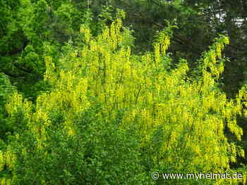 Goldregen eine giftige Schönheit ! - Lutherstadt Wittenberg - myheimat.de