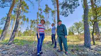 Sorgenkind Wälder im Landkreis Wittenberg – Kemberger setzt Zeichen für den Wandel - Mitteldeutsche Zeitung
