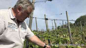 Start ins Weinjahr ist gut: Winzer der Region Koblenz blicken dennoch besorgt in die Zukunft - Rhein-Zeitung
