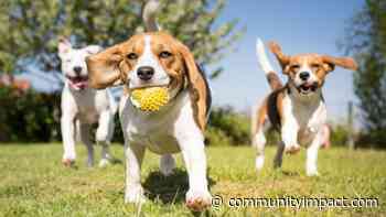 Dallas City Council votes to ban retail sale of dogs, cats - Community Impact Newspaper