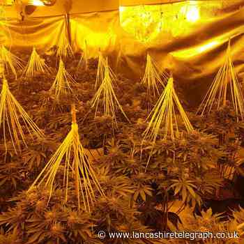 Preston: Cannabis farm uncovered by officers