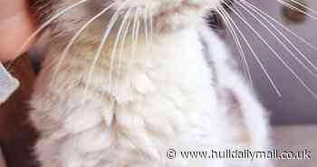 Meet Ethel the rescue cat who sings when she eats - Hull Live