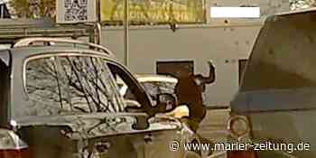 Was Sie heute in Marl wissen müssen: Nazi-Parolen haben Nachspiel - Marler Zeitung