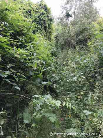 Bolton No 1 hotspot for Japanese knotweed - The Bolton News