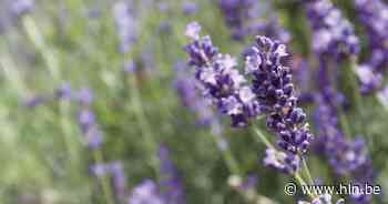 Kleuren en geuren in je tuin? Tuinhier Poperinge toont je hoe - Het Laatste Nieuws