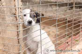 CCZ de Bauru tem 50 cães que esperam por um lar - Band Jornalismo