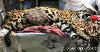 VÍDEO – Após cirurgia, onça-pintada Nina retorna ao Zoobotânico de Brusque - O Município