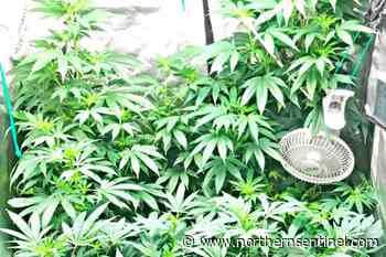 Cannabis law loopholes create challenges for Prince Rupert – Kitimat Northern Sentinel - Kitimat Northern Sentinel