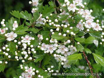 May brings glorious colour